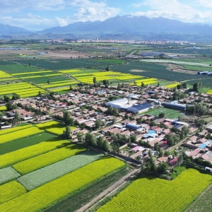 甘肃民乐：祁连山下油菜花开