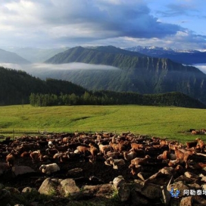 溯源保卫国家地理标记产物阿勒泰羊的鲜美暗码