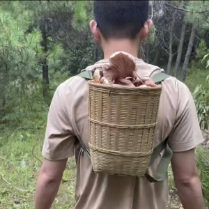 苍山克制采菌游后，采菌游领队：苍山周边都没有了，不敢带怕被抓 ...