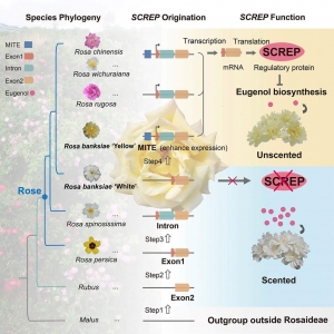 新发现+1！我国科学家展现植物基因劈头新机制