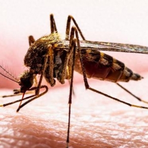 天下蚊子日：曾稀有的基孔肯雅热正以破记录速率环球流传 ...